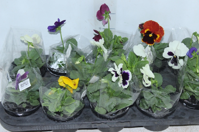 <h4>AMOR PERFEITO P11</h4>