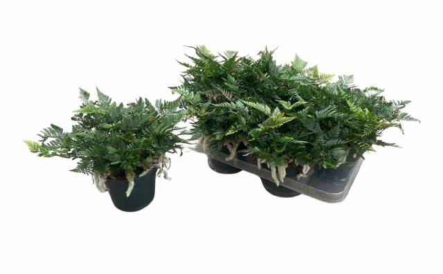 Humata Tyermannii 14Ø 30cm