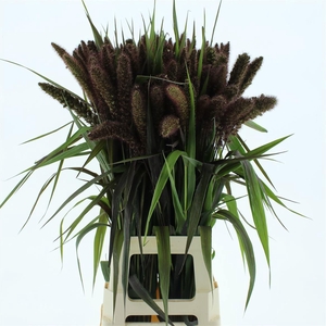 SETARIA IT RED JEWEL