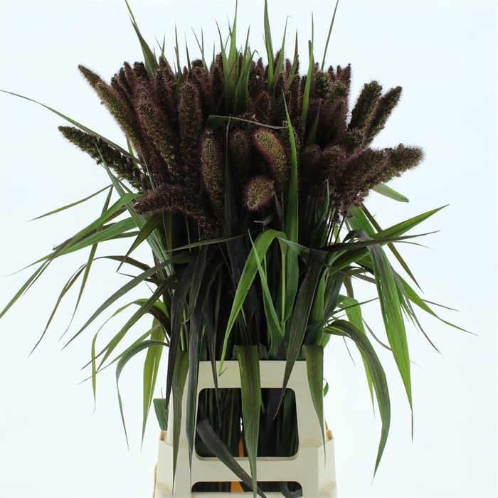 <h4>SETARIA IT RED JEWEL</h4>
