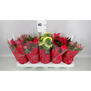 Euphorbia pulc. 'Princ'  ..mix