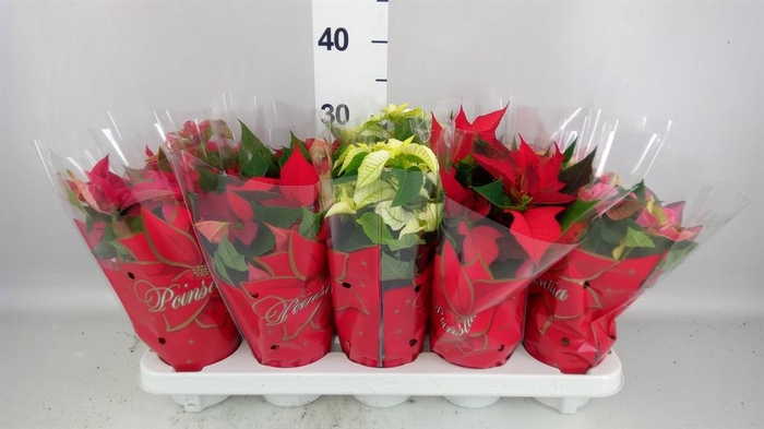 <h4>Euphorbia pulc. 'Princ'  ..mix</h4>