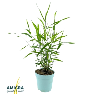 Chasmanthium Latifolium