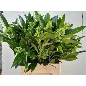 Skimmia C Kew Green Bs