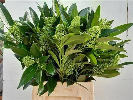 <h4>Skimmia C Kew Green Bs</h4>