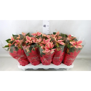 Euphorbia pulc. 'Mars Marble'