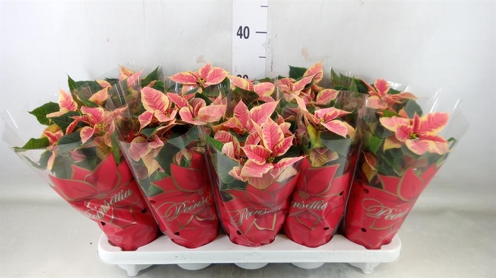 <h4>Euphorbia pulc. 'Mars Marble'</h4>