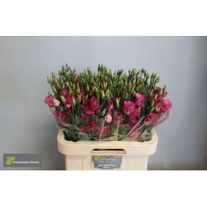 LIS G MARIACHI CARMINE