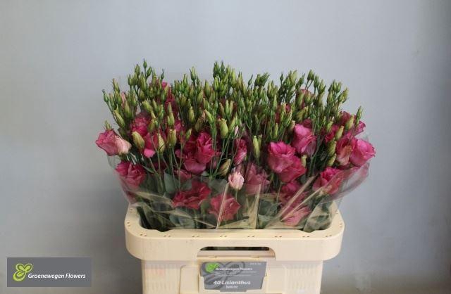 <h4>LIS G MARIACHI CARMINE</h4>