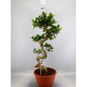 Ficus microcarpa 'Ginseng'