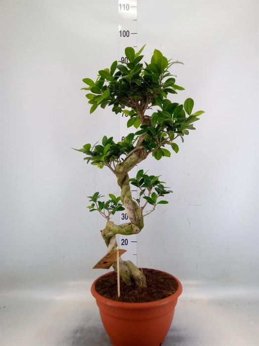 <h4>Ficus microcarpa 'Ginseng'</h4>