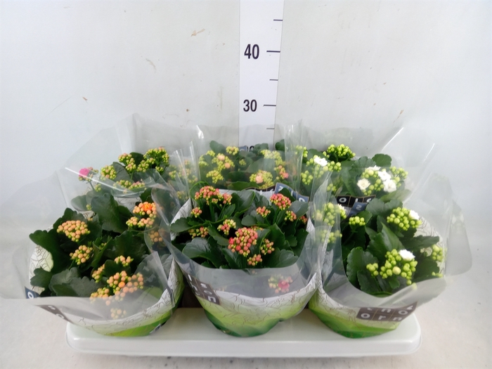 <h4>Kalanchoe blos.   ..rosebud mix  4</h4>