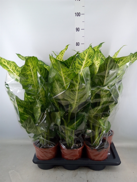 <h4>Dieffenbachia  'Mars'</h4>