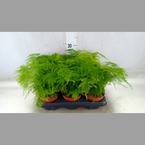Asparagus setaceus