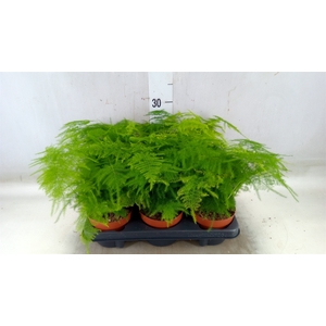 Asparagus setaceus