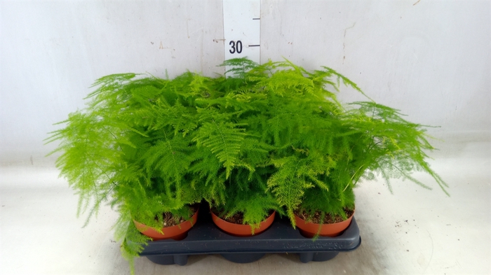 <h4>Asparagus setaceus</h4>
