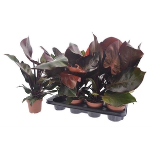 Philodendron  'Sunlight'