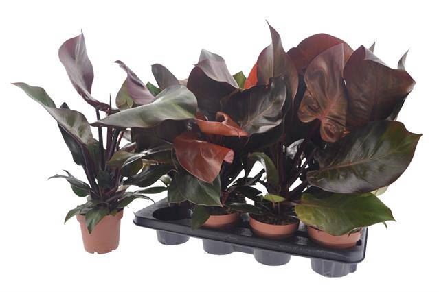 <h4>Philodendron  'Sunlight'</h4>