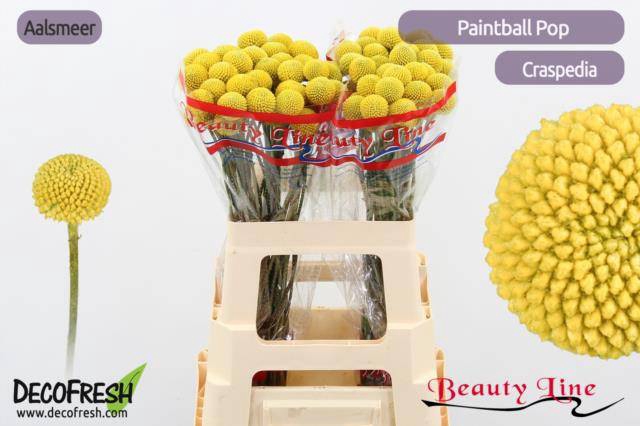 CRAS PAINTBALL POP