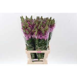 Antir Poto Lavender