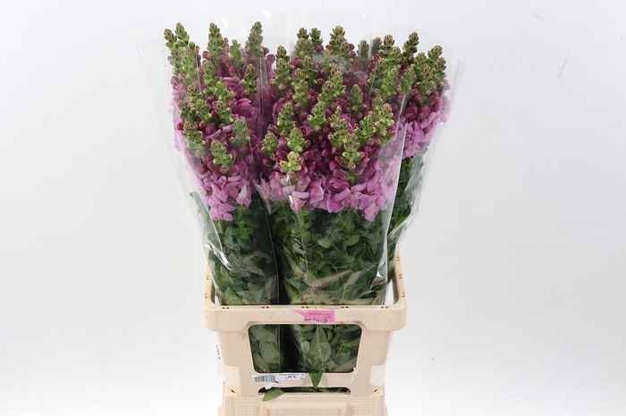 <h4>Antir Poto Lavender</h4>