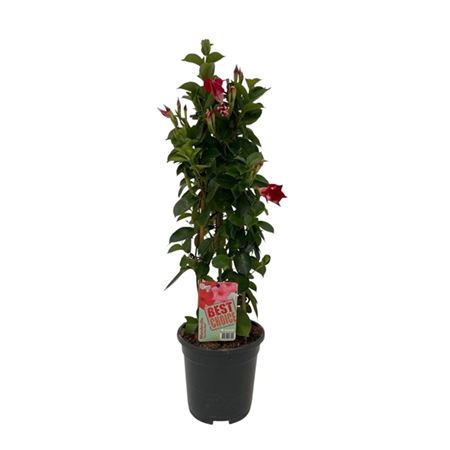 <h4>Mandevilla Rood Pyramide</h4>