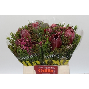 BQ Protea 3 Flowers
