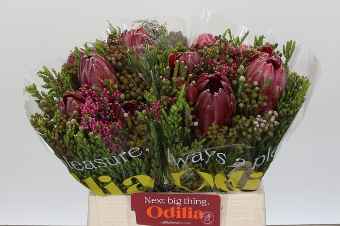 <h4>BQ Protea 3 Flowers</h4>