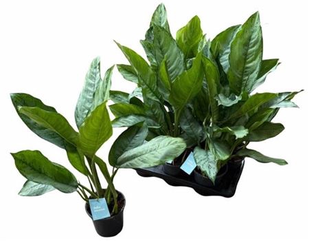 <h4>Aglaonema B.j. Freedman</h4>