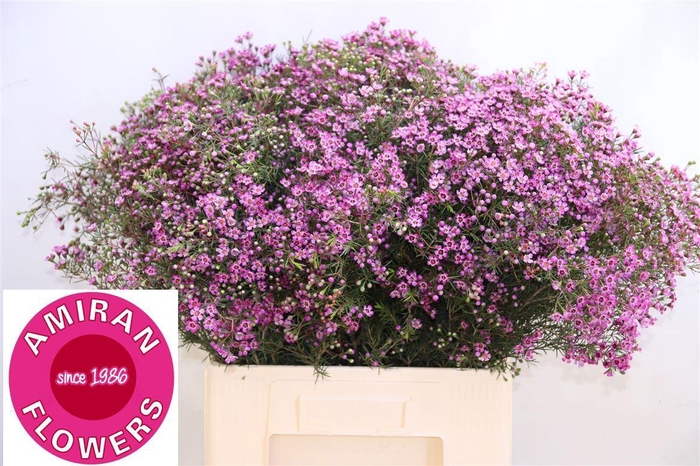 <h4>CHAME UN PRINCE</h4>