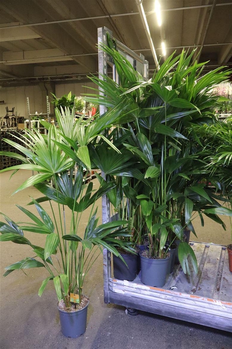 <h4>arr8 Palmen Ov</h4>