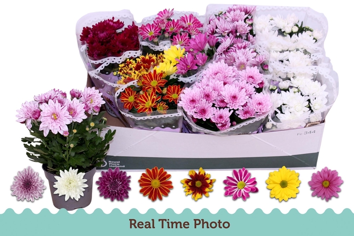 <h4>CHRYS GEM 6 KL</h4>