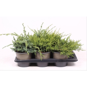 Juniperus