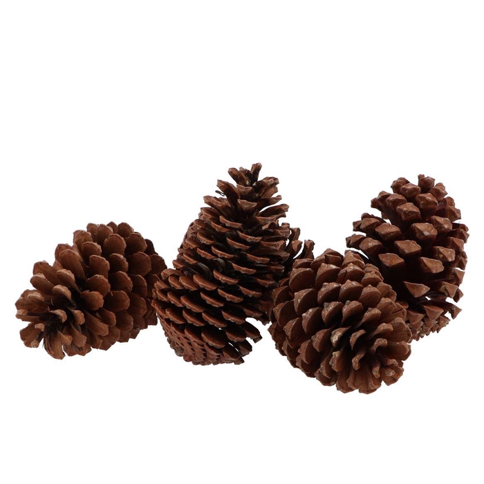 <h4>Nature Maritima Natural Medium P/50 10-14cm</h4>