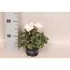 Cyclamen Super Serie Divers