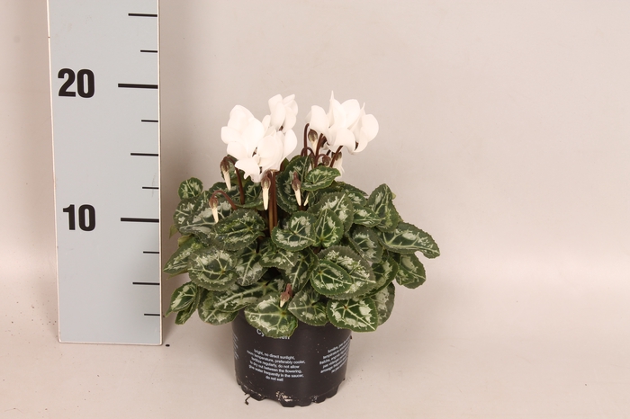Cyclamen Super Serie White