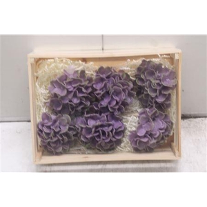 Wax Hydrangea Lila