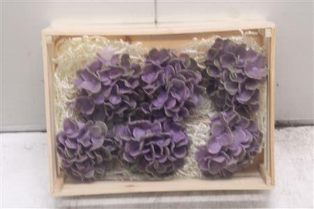 <h4>Wax Hydrangea Lila</h4>