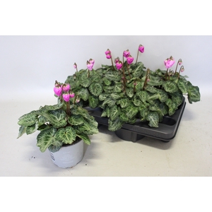 Cyclamen Super Serie Windbell Purple