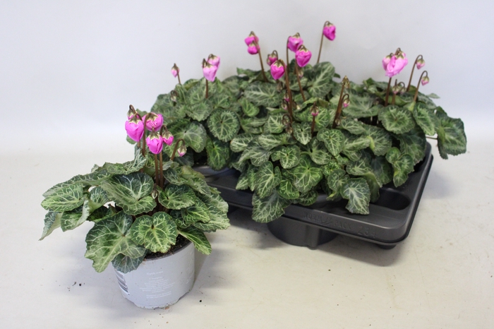 <h4>Cyclamen Super Serie Windbell Purple</h4>