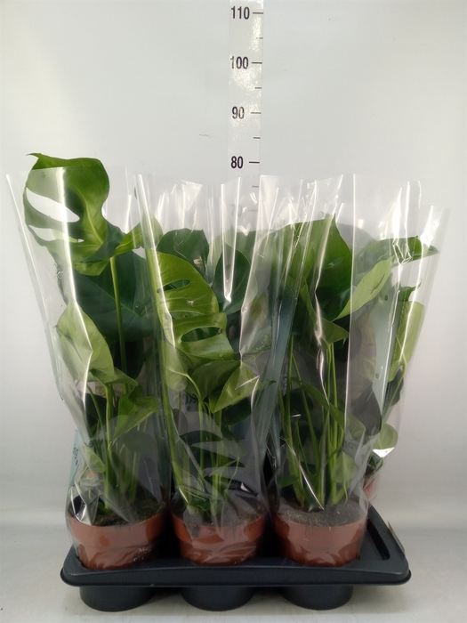 <h4>Monstera delic.</h4>