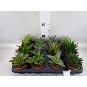 Aloe   ...mix
