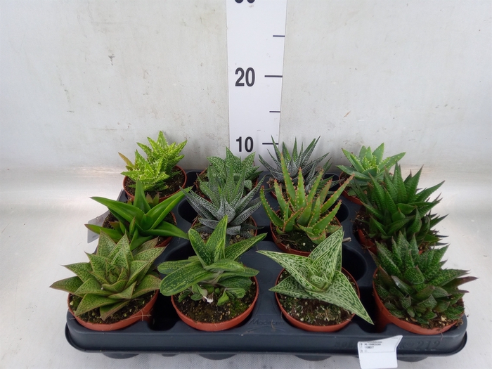 <h4>Aloe   ...mix</h4>