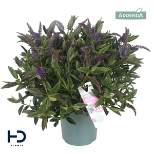 Hebe Addenda Britta XL improved struik p17