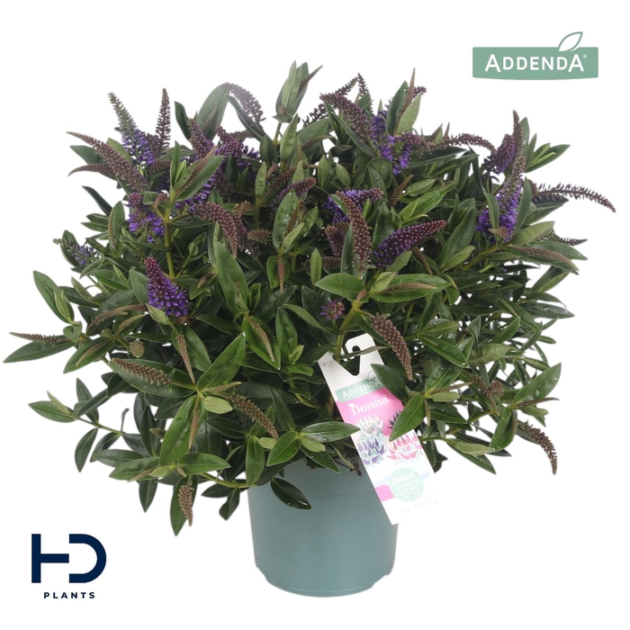 <h4>Hebe Addenda Britta XL improved struik p17</h4>