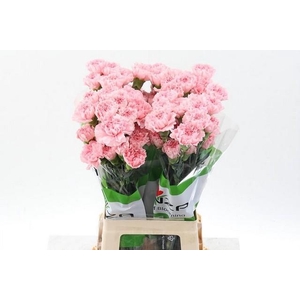 Dianthus st jodie