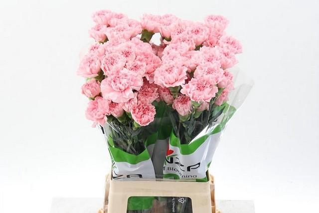 <h4>Dianthus st jodie</h4>