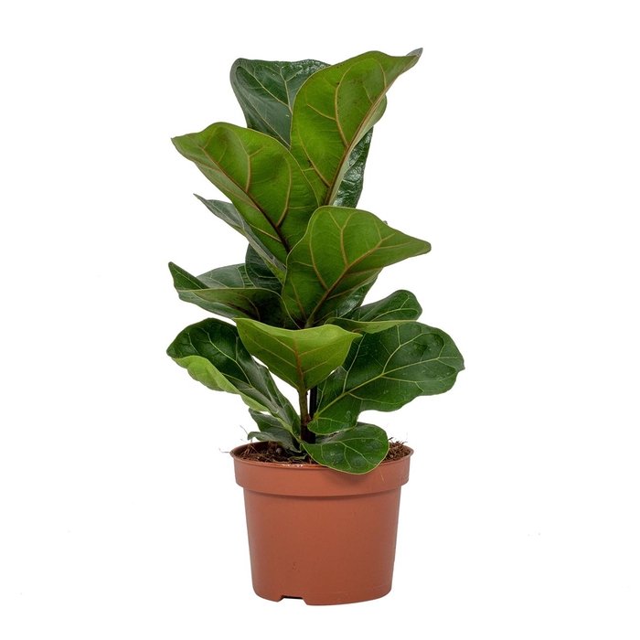 <h4>Ficus Lyrata Bambino</h4>