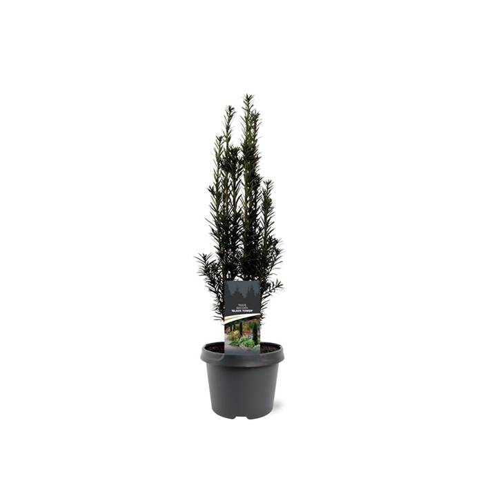 <h4>Taxus baccata 'Black Tower'</h4>