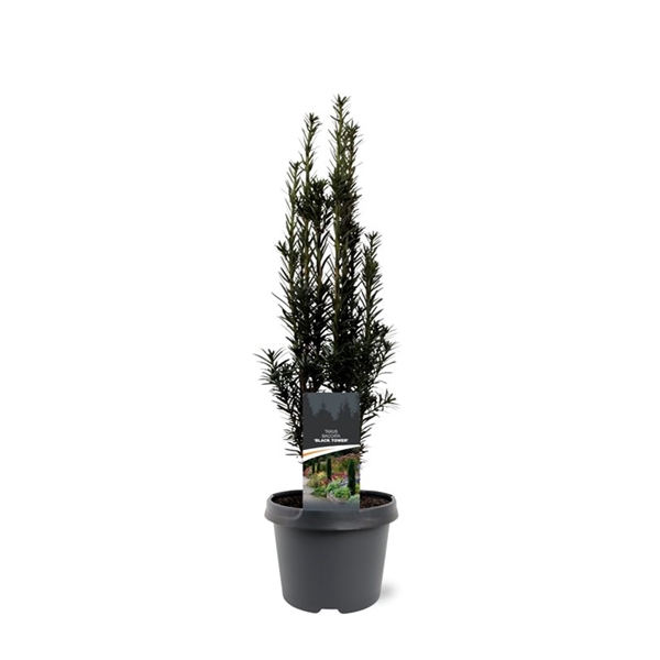 Taxus baccata 'Black Tower'